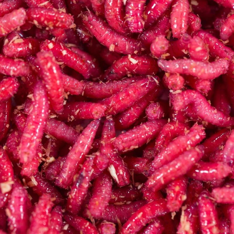 No Brand Appâts Vivants De Pêche , Gozzers Rouges 1/2 L 1 No Brand Appâts Vivants De Pêche , Gozzers Rouges 1/2 L