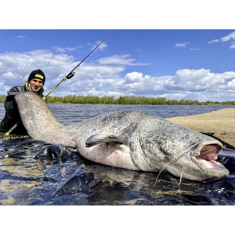 Canne Silure Black Cat Perfect Passion XH-S (510g - 3m20 - Max 350g - 2 - 160cm) 4 Canne Silure Black Cat Perfect Passion XH-S (510g - 3m20 - Max 350g - 2 - 160cm) – Image 4