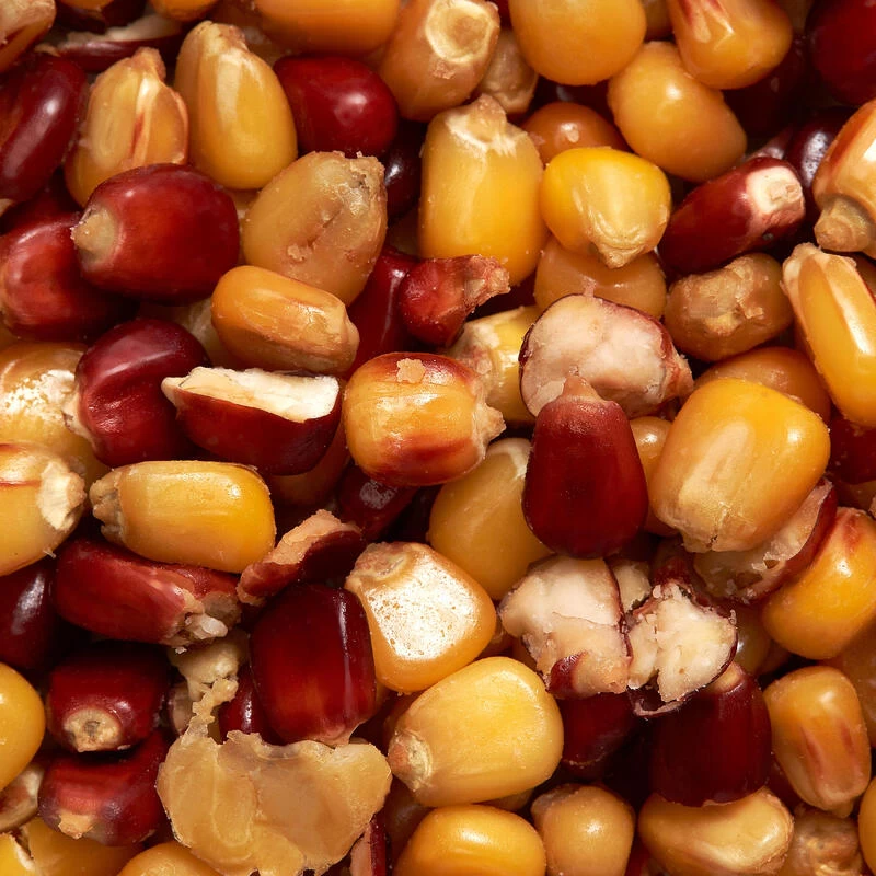 Maïs Cuit Jaune Et Rouge 1kg Graines Pêche De La Carpe 2 Maïs Cuit Jaune Et Rouge 1kg Graines Pêche De La Carpe – Image 2