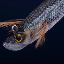 Turlutte Ultra Coulante TYP RUN EBIFISH 3.0/120 Naturel Mullet Pêche Calamar 12 Turlutte Ultra Coulante TYP RUN EBIFISH 3.0/120 Naturel Mullet Pêche Calamar -Pêche en mer Magasin turlutte ultra coulante typ run ebifish 30120 naturel mullet peche calamar 2